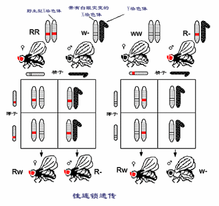 果蝇中Y染色体