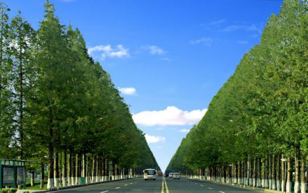 水杉路实景