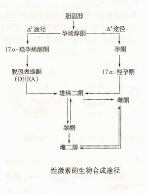 性激素合成途径