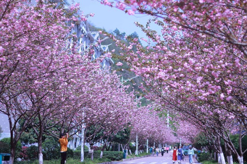 樱花路