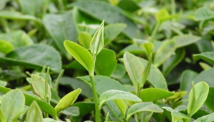 茶树
