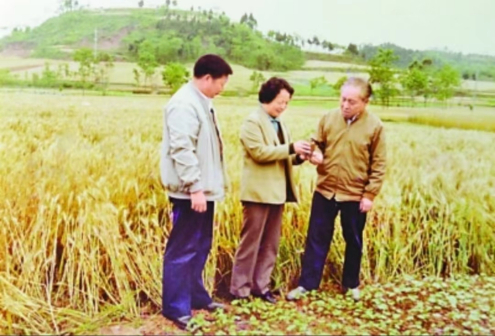 杨汝岱同志(右一)考察粮食生产