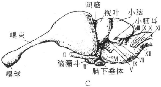 新脑皮灰质