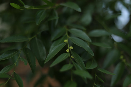 花芽