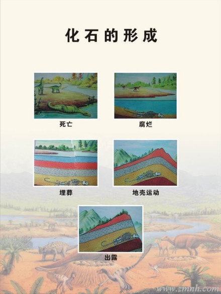 化石的形成