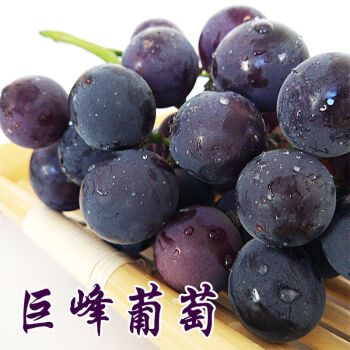 福安巨峰葡萄
