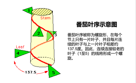 番茄叶序示意图