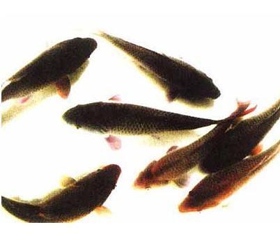 黄河鲤