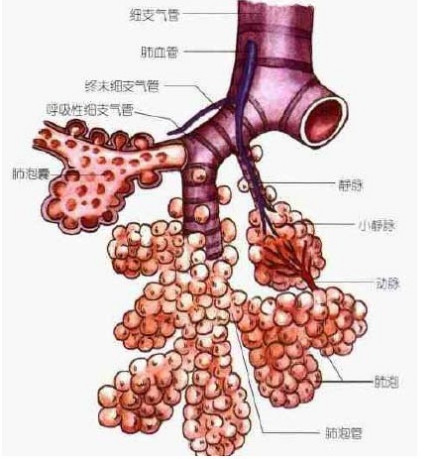 支气管结构