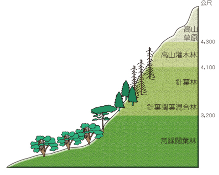 植物的垂直分布