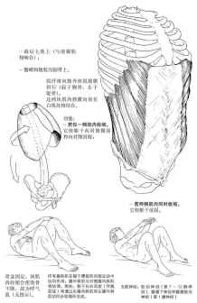 腹外斜肌