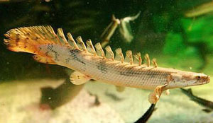 黄金多鳍鱼 Polypterus Endlicheri
