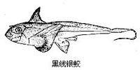 黑线银鲛
