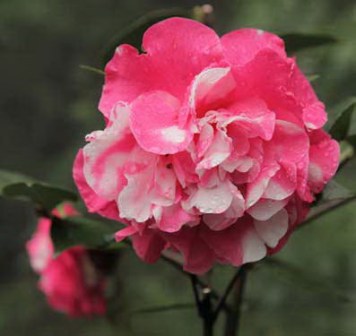 复色莫昌