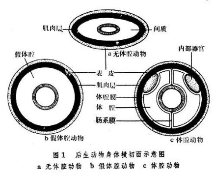 后生动物身体横切面示意图