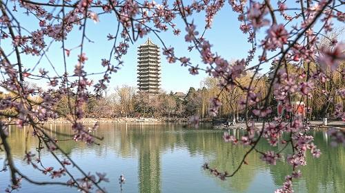 燕园春景
