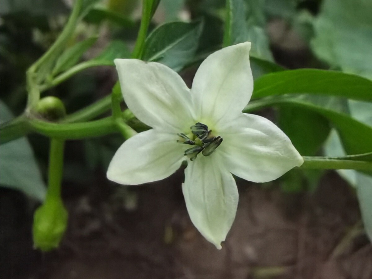 辣椒的花