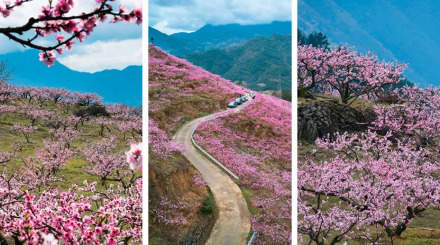 响韵桃源景区