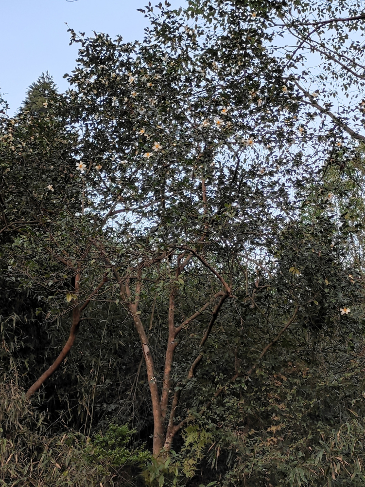植株全体