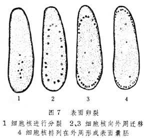 卵裂
