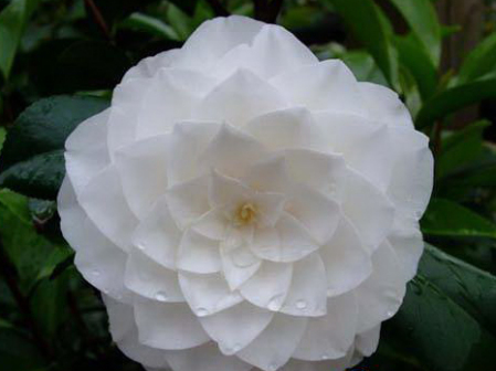 溪谷仙境(Vale Beauty)