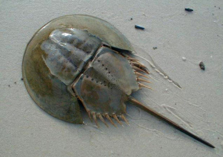 海洋远古遗民——鲎