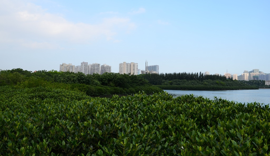 木麻黄林