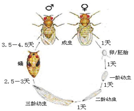 果蝇的生活史