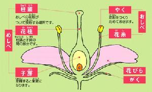 有性生殖