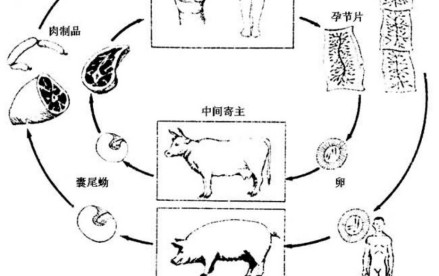 牛带绦虫寄主