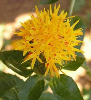 红花