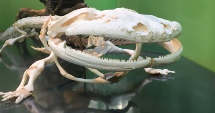 大鲵骨骼 