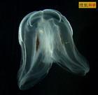 栉水母