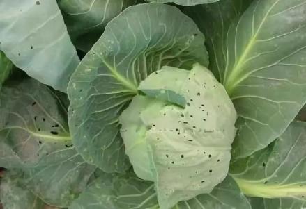 菜青虫