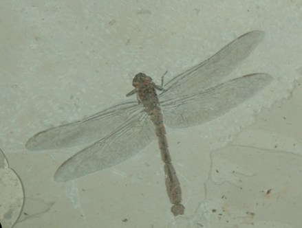 沼泽野蜓化石