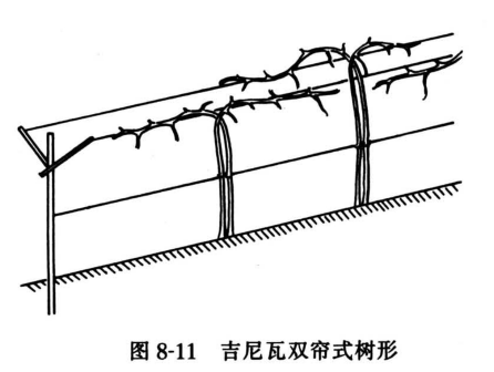 吉尼瓦双帘式树形