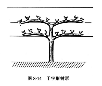 干字形树形