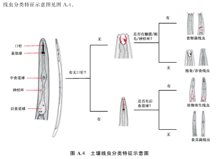 土壤线虫分类特征示意图 