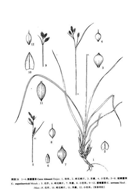 青岛薹草