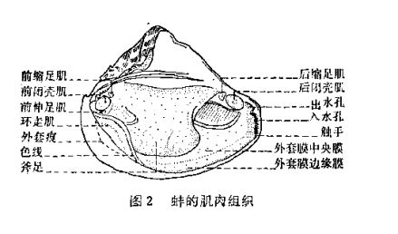 外套膜模型图