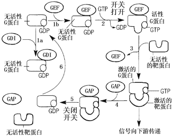 细胞生物学
