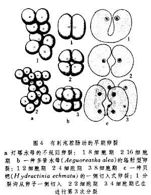 卵裂