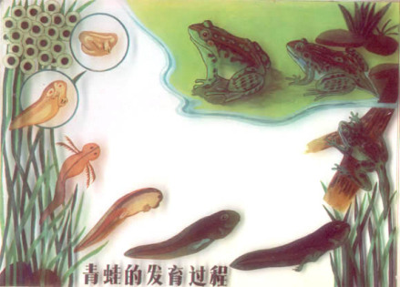 青蛙发育过程