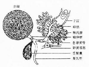 吸虫