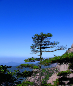 高山松