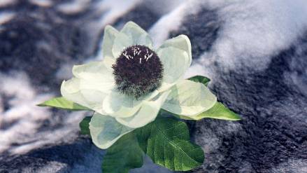 雪莲