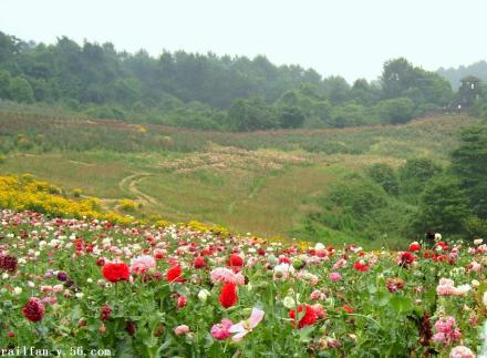 花山