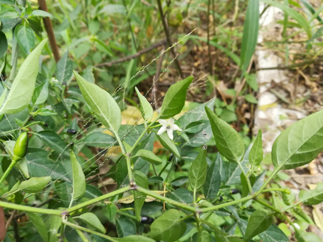 辣椒的茎