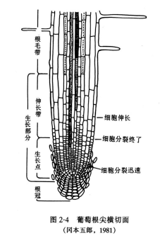葡萄根尖横切面
