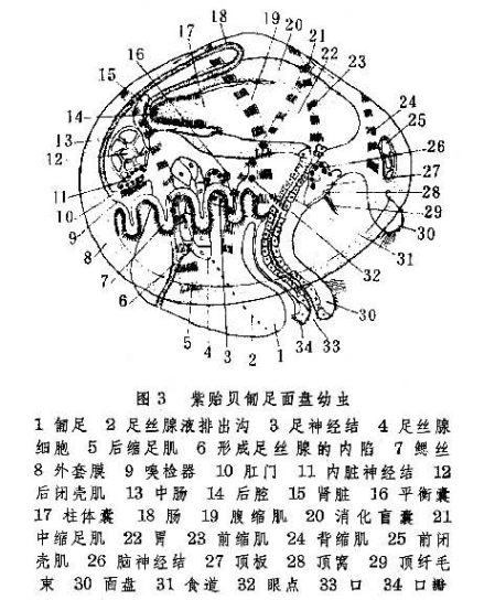 面盘幼虫示意图